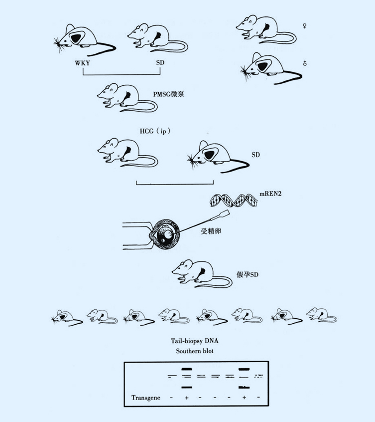转基因大鼠（transgenic rat, TGR）模型