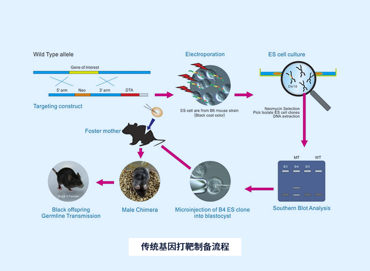 传统基因打靶制备流程