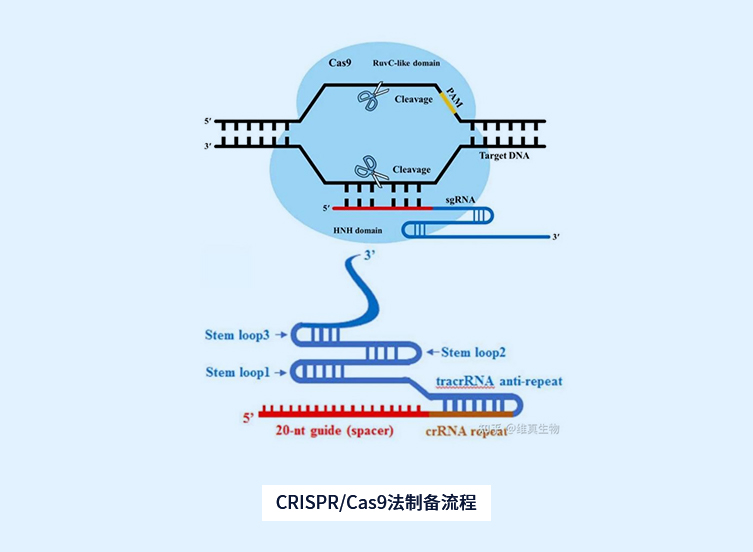 CRISPR/Cas9法制备流程